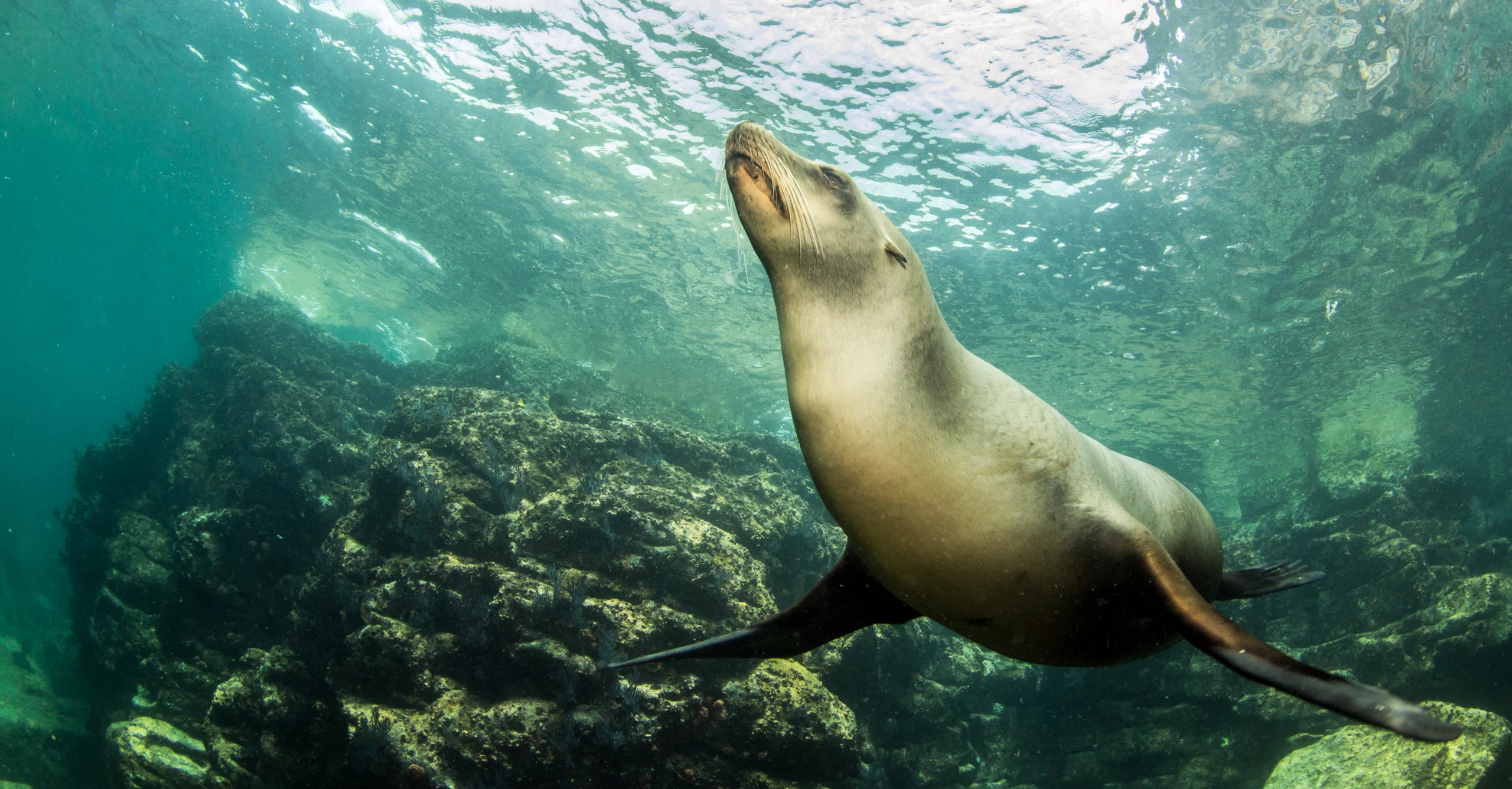 Picture shows a Sea Lion at La Paz, Mexico