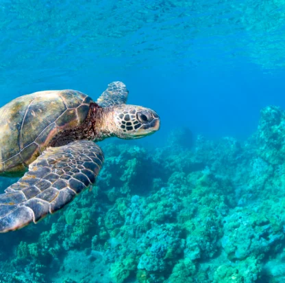 The World’s Best Yacht Destinations for Swimming With Wildlife