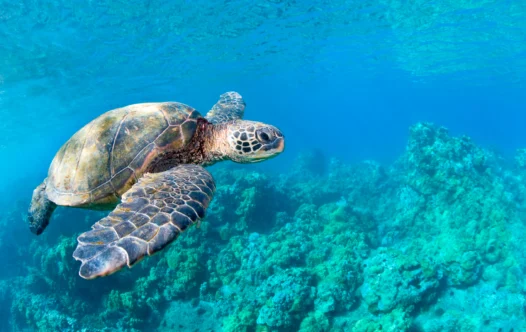The World’s Best Yacht Destinations for Swimming With Wildlife