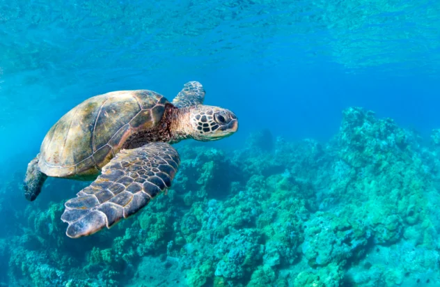 The World’s Best Yacht Destinations for Swimming With Wildlife