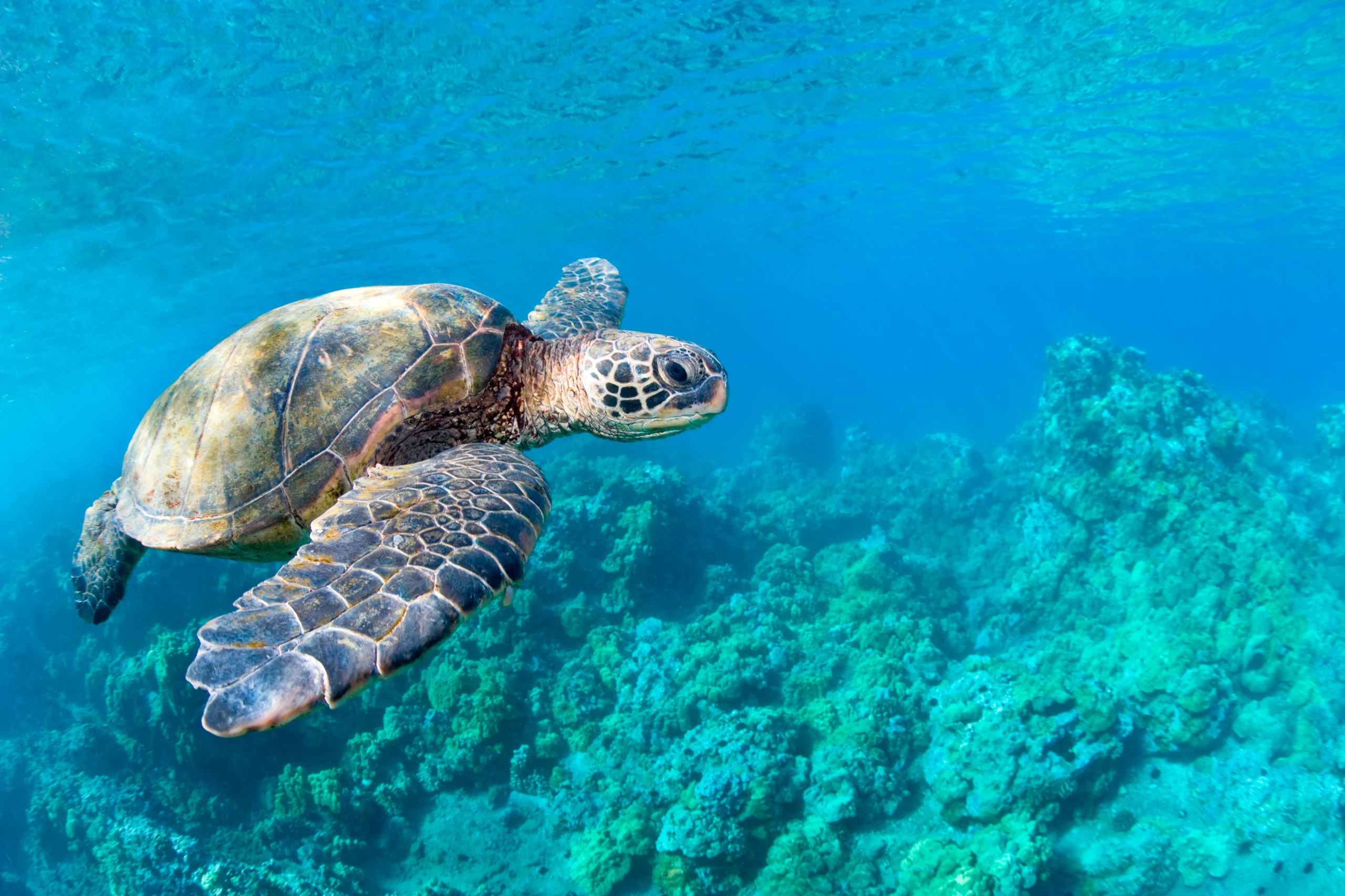 Sea turtle swimming over coral reef in turquoise tropical island water in maui hawaii