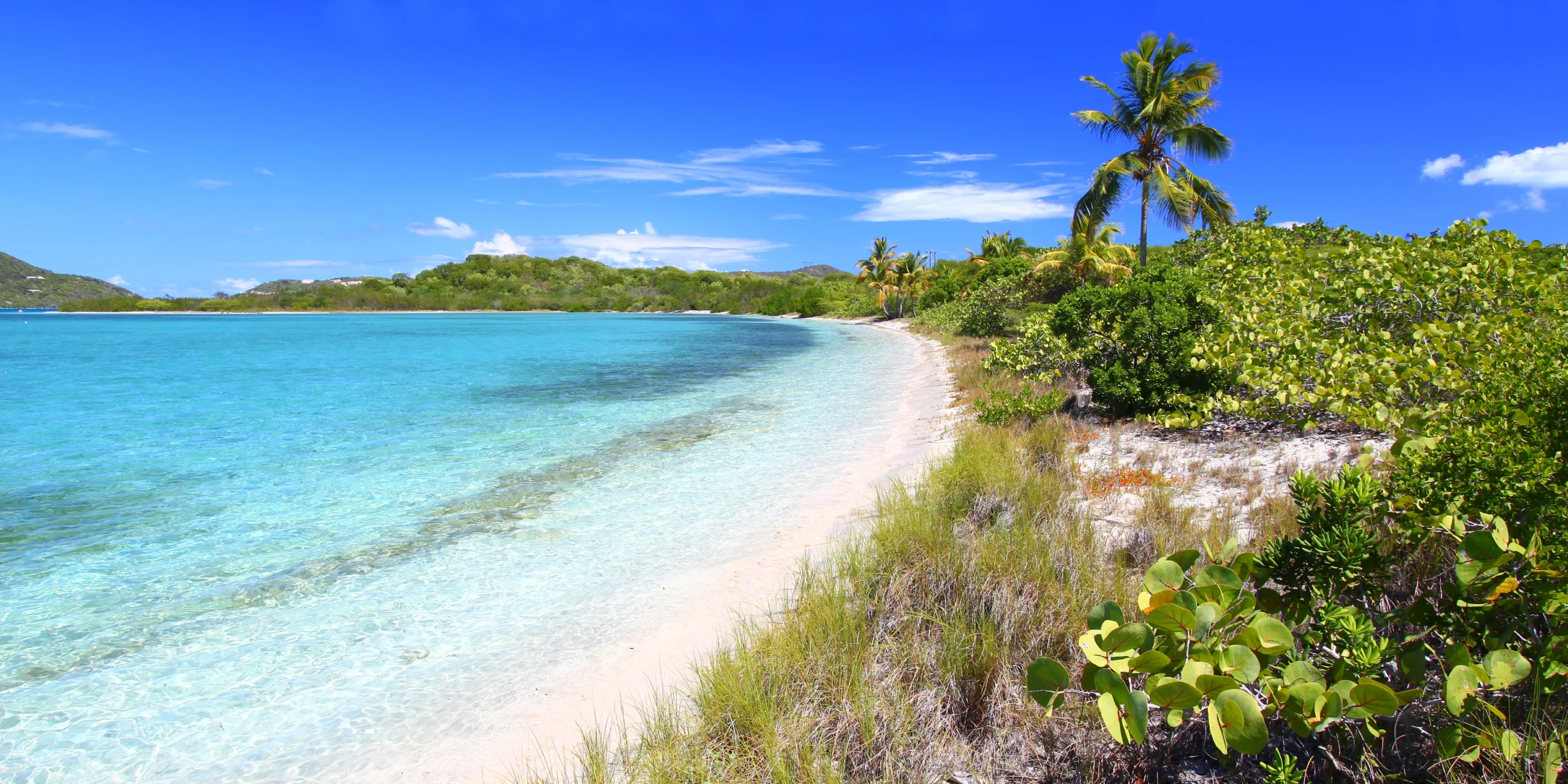 Beef Island - British Virgin Islands. Vegetation grows on Beef Island in the British Virgin Islands.