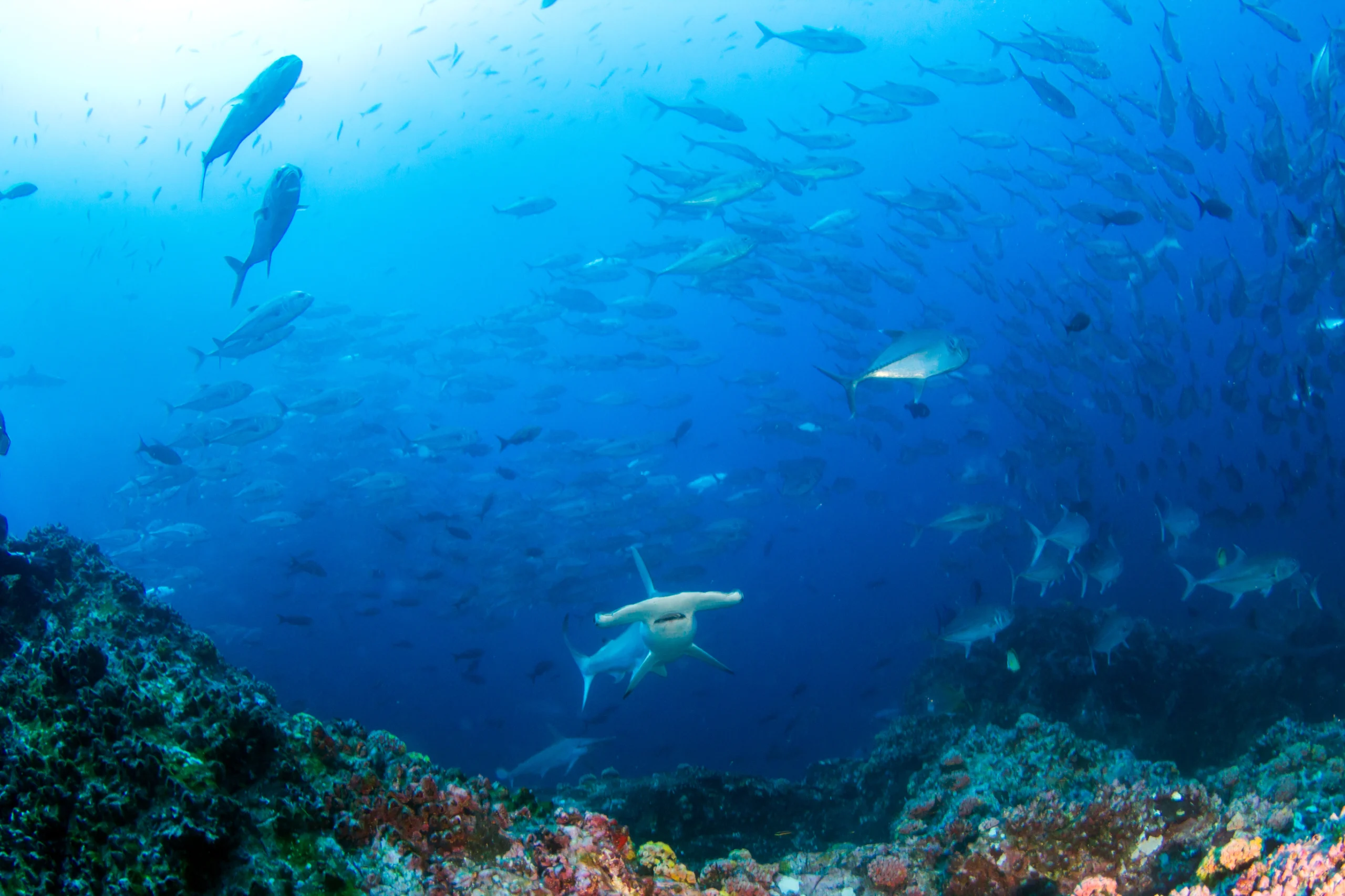 Hammerhead Shark at Cocos Island, Costa Rica