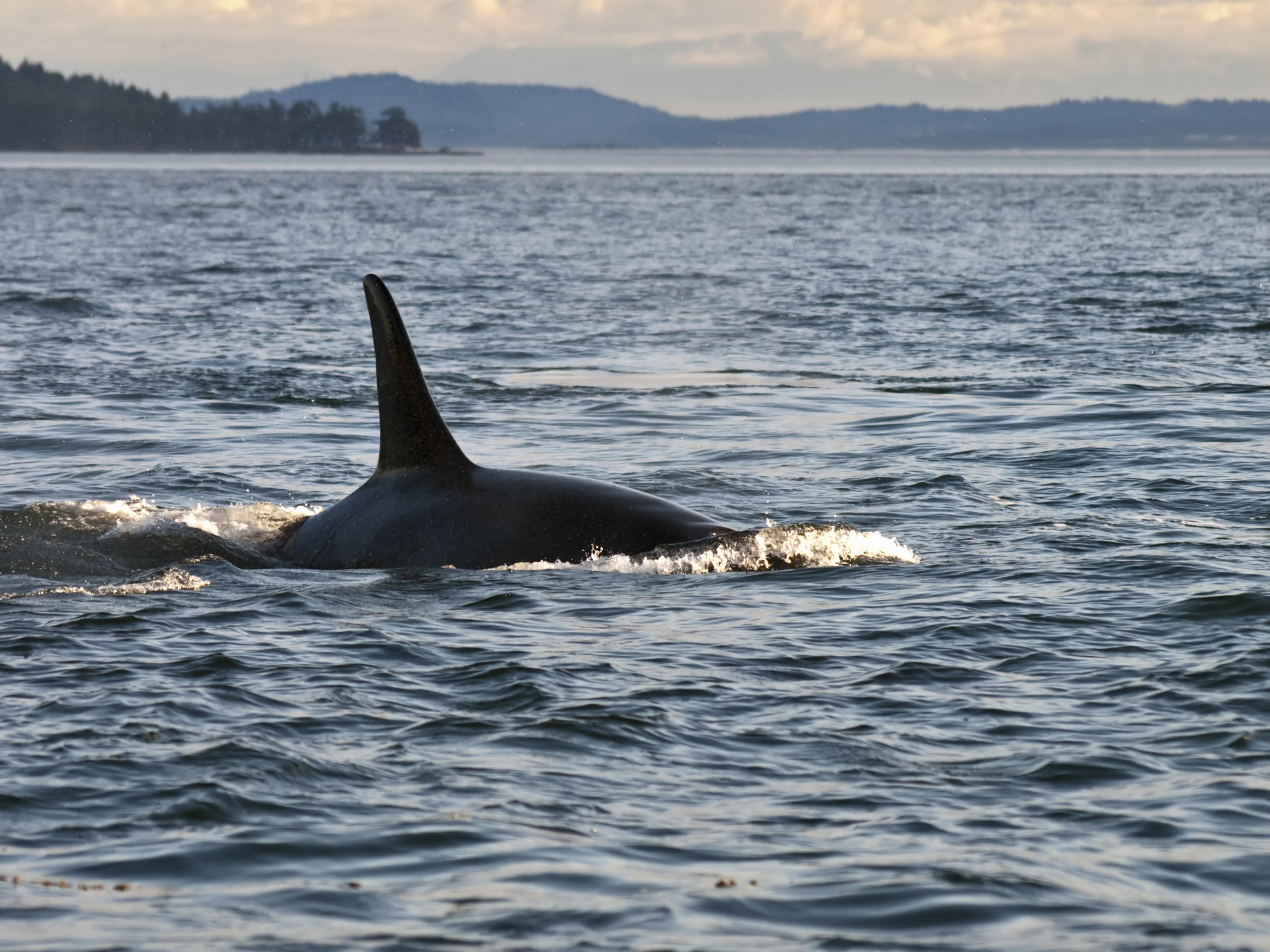 Orca Whale Dorsal Fin. A resident Orca Whale swimming by one of the southern Gulf Islands of British Columbia, Canada
