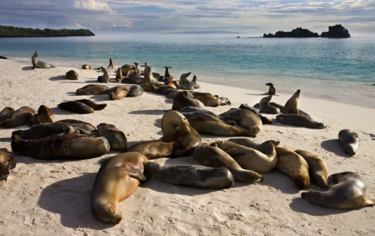 The Galapagos by Yacht: When to Sail and Where to Anchor