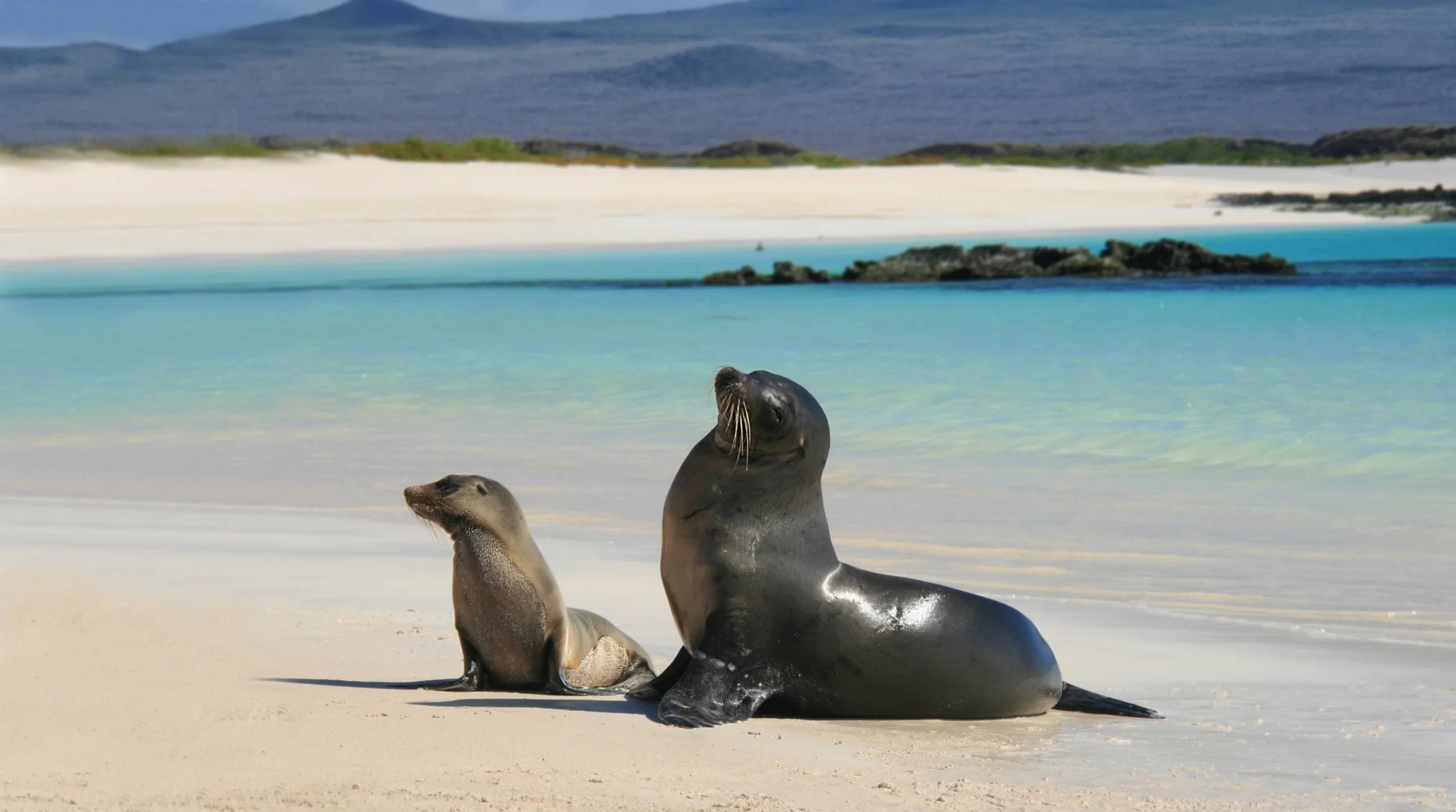 Baby sea lion with his mom on a Beach, Galapagos islands, Ecuador, South America