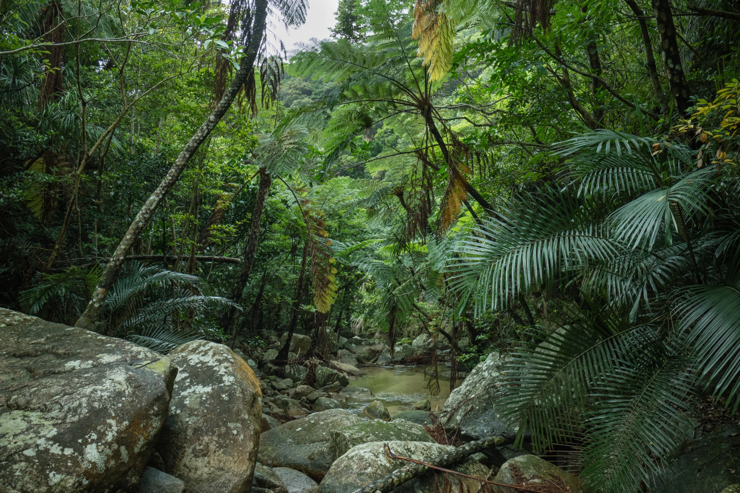 Tropical rainforest jungle, Ishigaki Island, Okinawa, Japan. Jungle stream with tree fern canopy in tropical rainforest, Ishigaki Iriomote National Park of the Yaeyama Islands, Okinawa, Japan