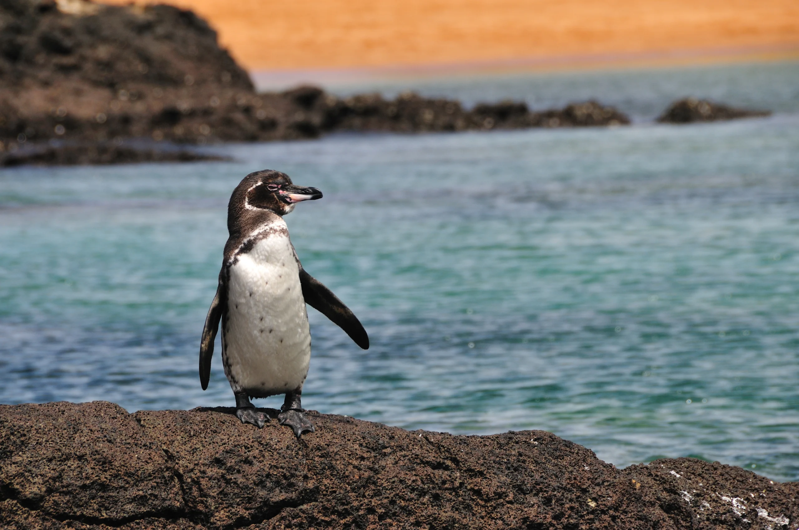 A minute galapagos penguin stands on a rock with the beach in the background. This small (around 1 foot in height) penguin is the world's rarest.