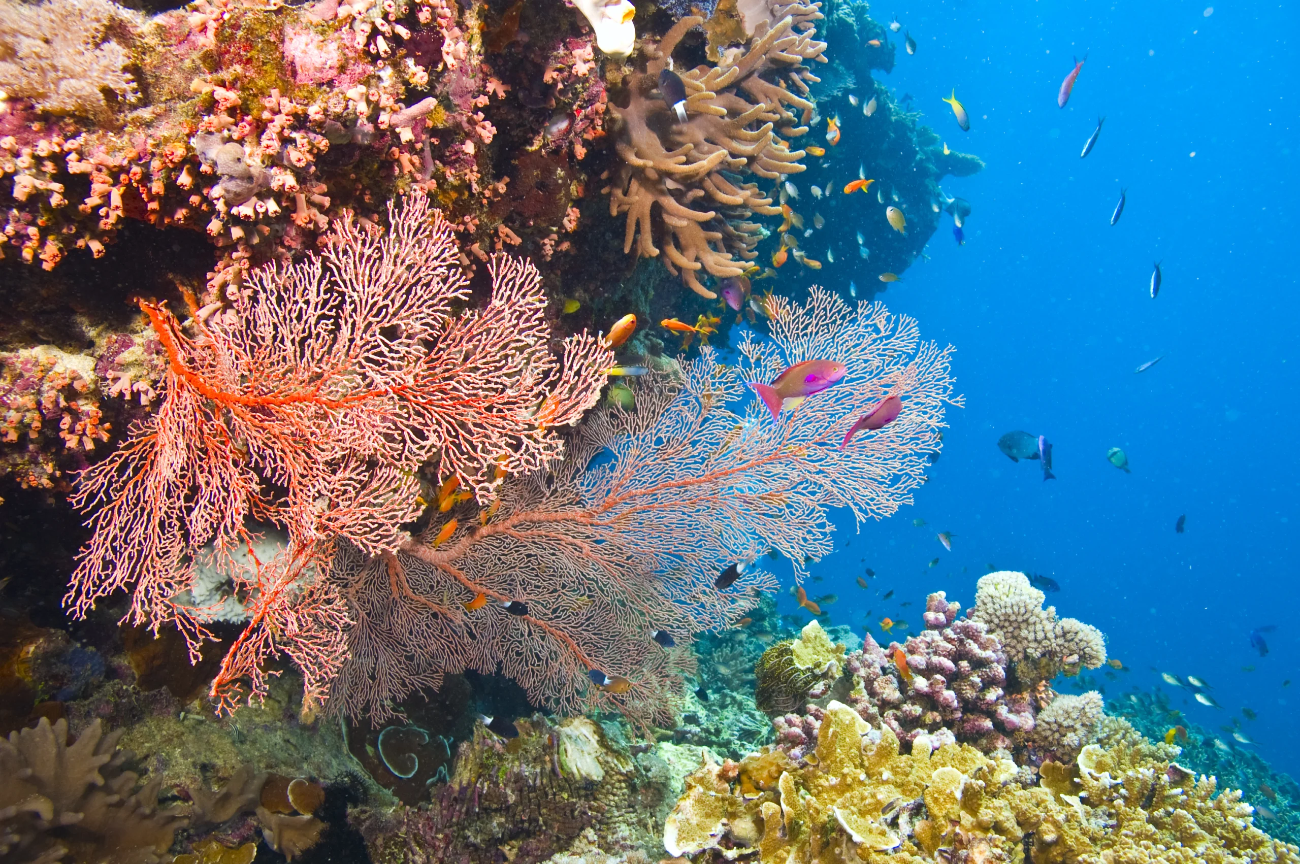 Gorgonian sea fans and coral. Large orange colored gorgonian common sea fans and variety of colorful coral with deep blue water of great barrier reef, australia