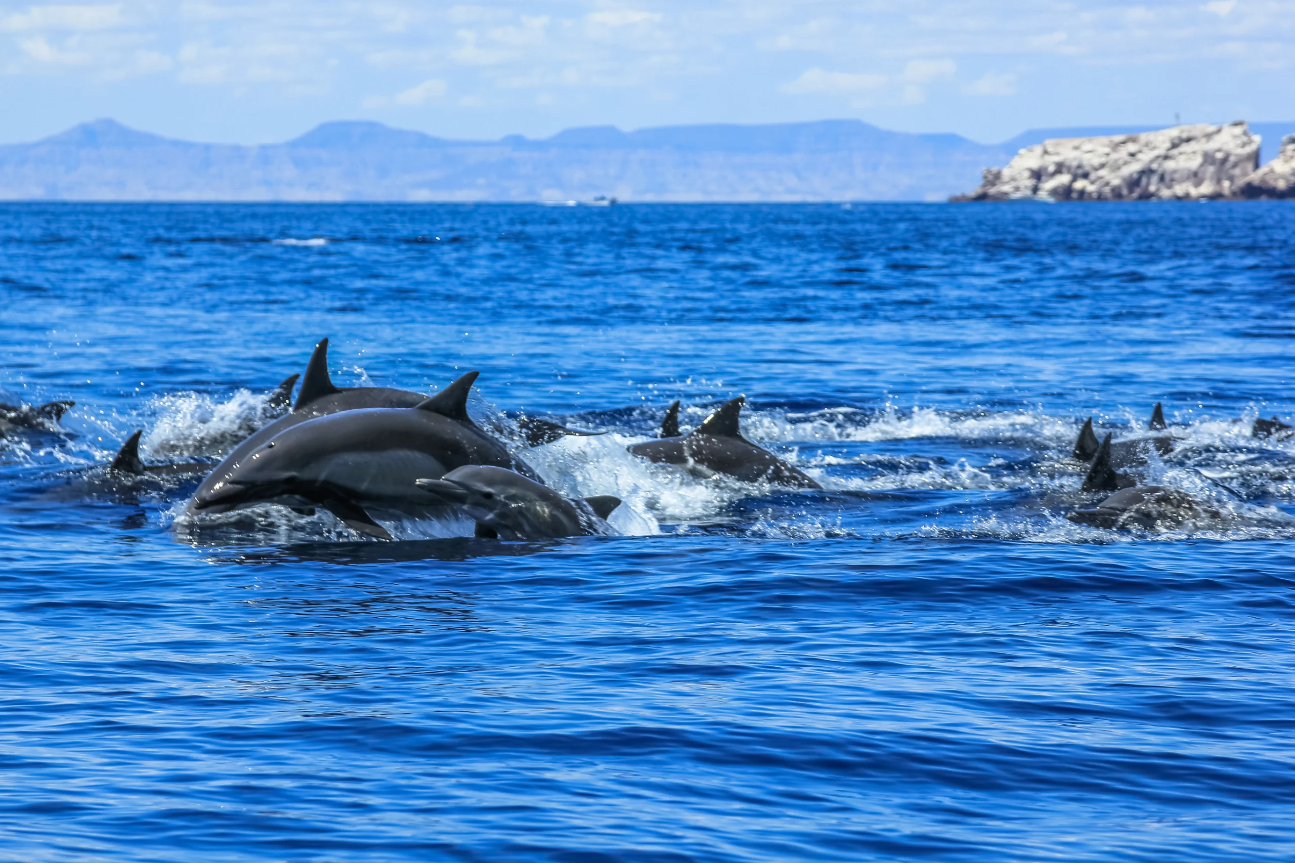 Group of Dolphins jumping. Dolphins jumping in Mexico. Isla Espiritu Santo near La Paz, in Baja California.