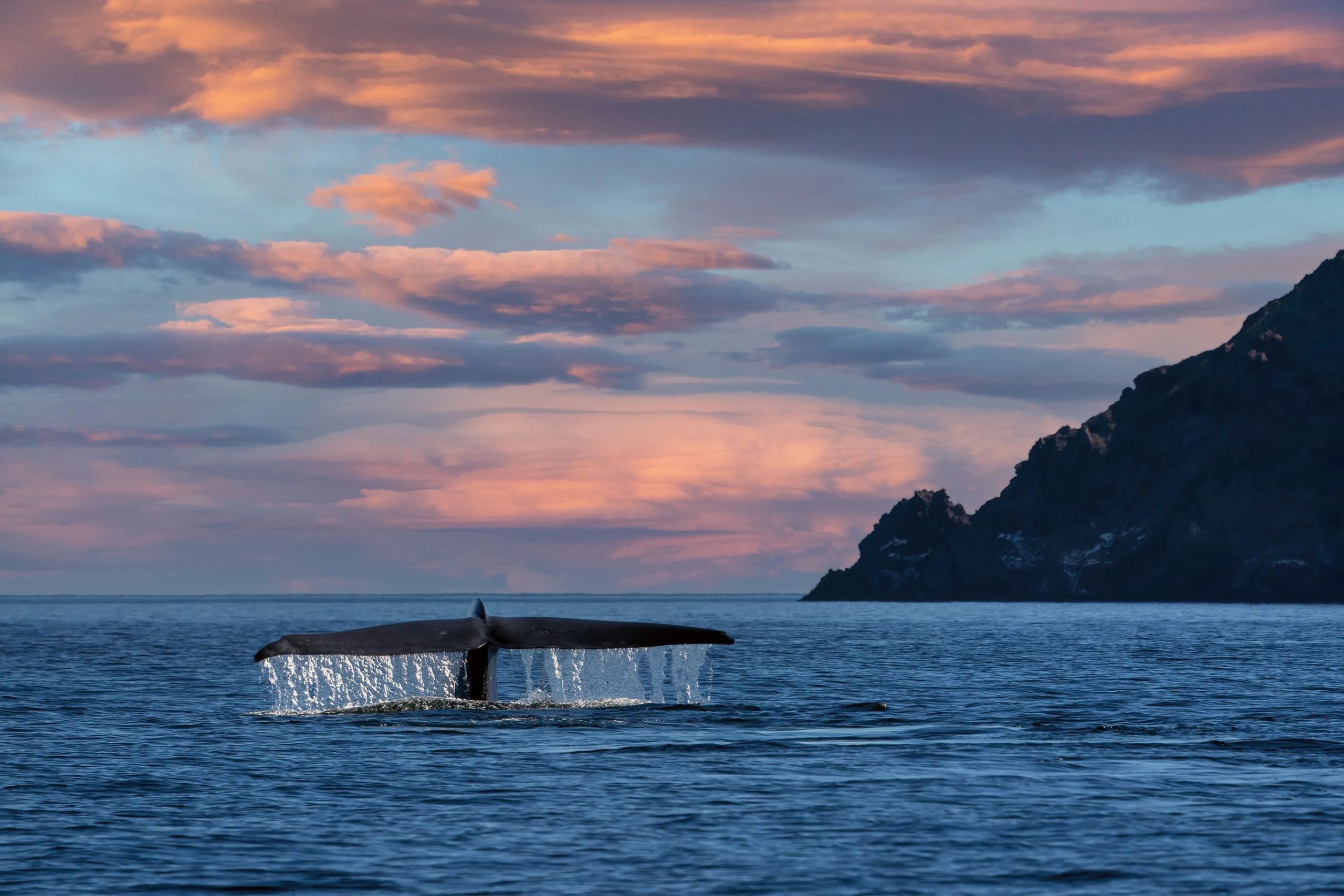 Blue Whale tail the biggest animal in the world at sunset in Loreto Baja California Sur Mexico