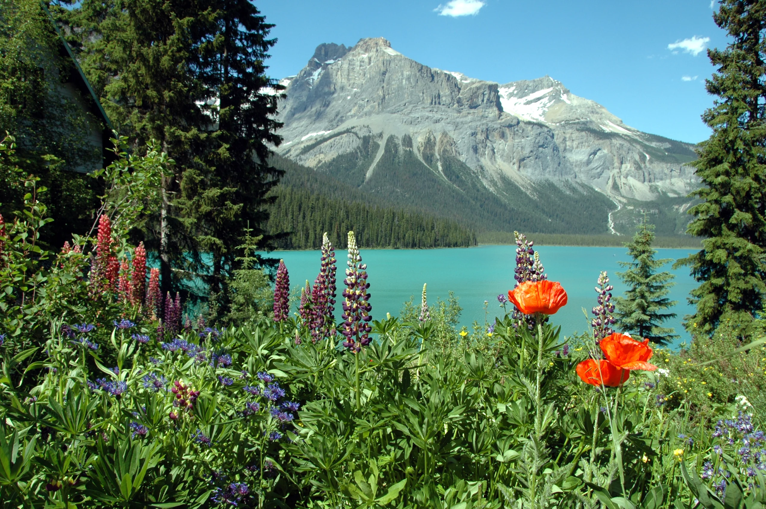 Emerald lake in summer. Flowers bordering Emerald lake Yoho national park, British columbia,canada.