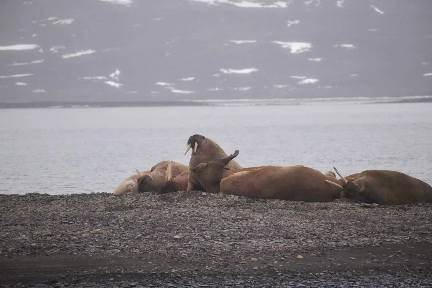 Walrus Svalbard